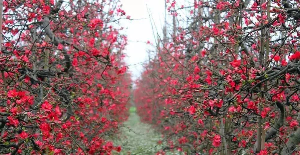 安逸，成都各区县的海棠花开了，周末带上家人或朋友踏春去哦