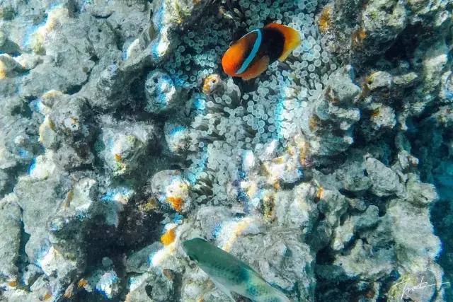 帕劳去玩的人多吗,帕劳到巴厘岛