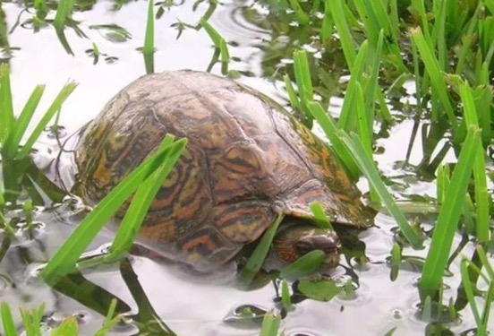 油彩木纹龟是蓝眼睛么,油彩木纹龟成体多大
