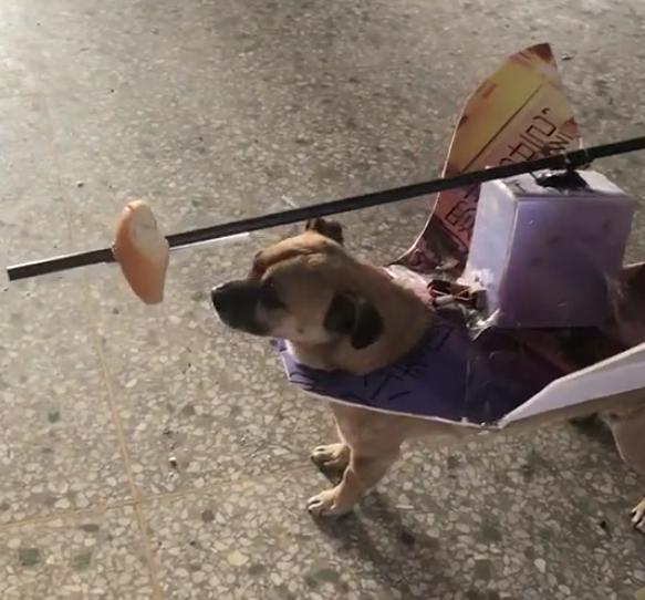 逗狗神器,逗狗神器自动发射