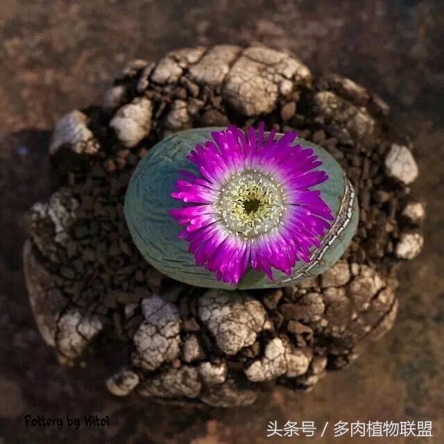 多肉微景观造型图片,国外多肉花园设计