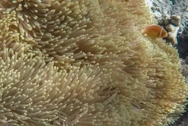 帕劳深度游出海,帕劳深潜体验