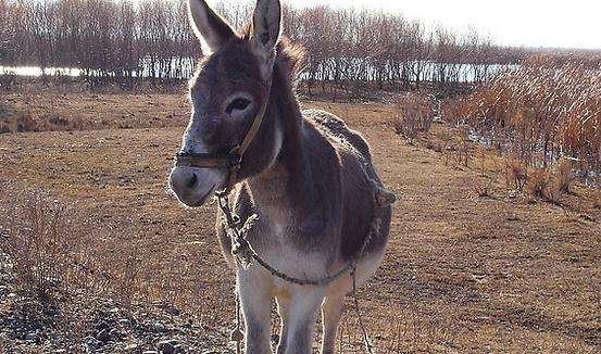 农村养驴怎么样才能赚钱呢,内蒙21年养驴的前景如何