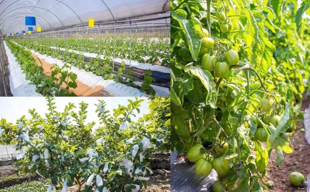 亲子游好去处!番禺周边的农家乐、游乐场、文化园…充实又好玩!