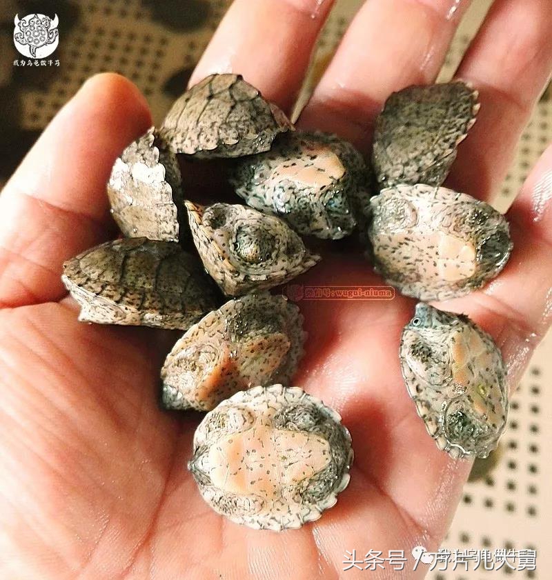 美文欣赏—头有斑、壳有纹、不加温、体型小，还不贵，它就是剃刀