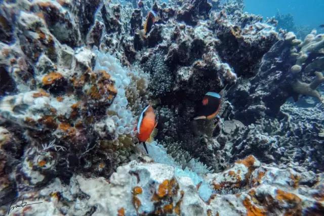 帕劳去玩的人多吗,帕劳到巴厘岛