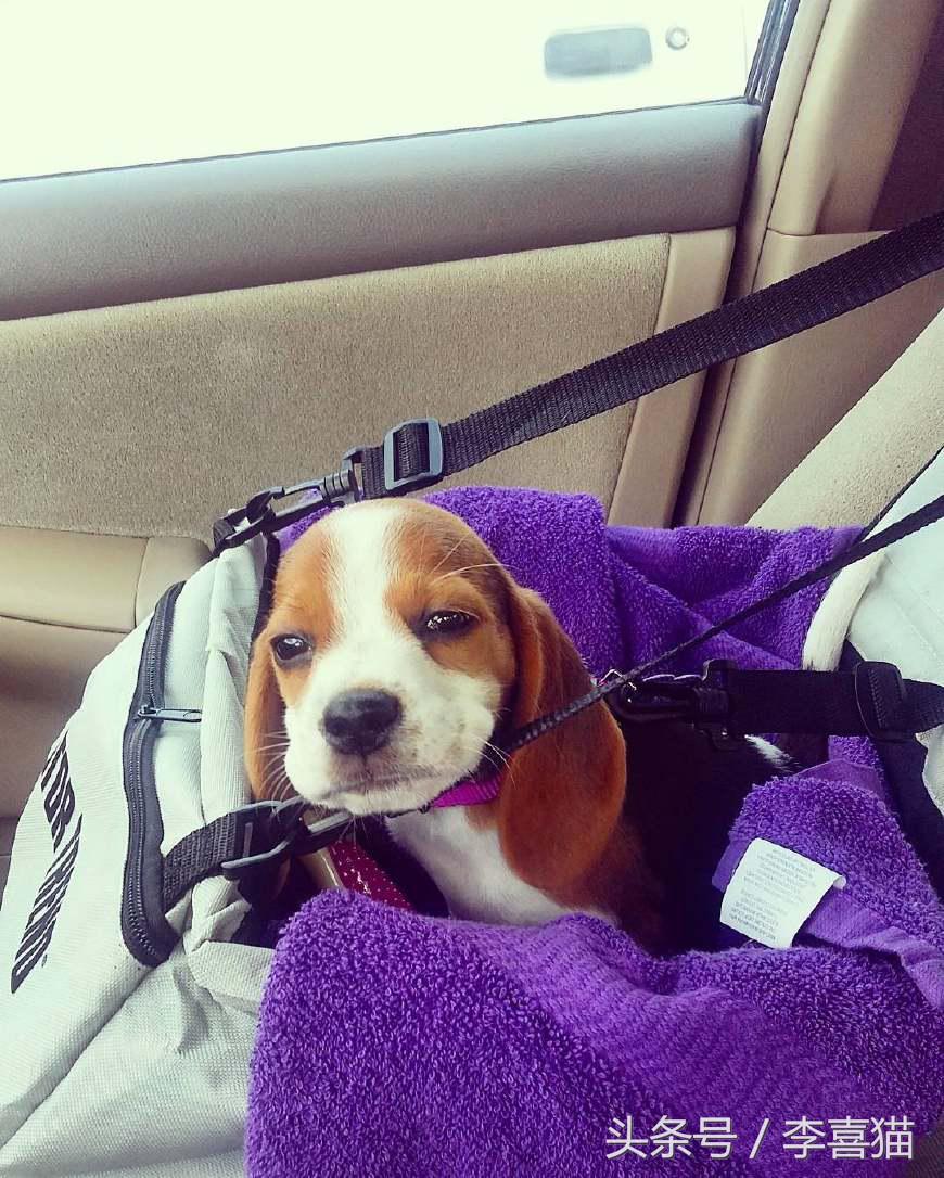 史努比狗是什么狗,史努比的原型是比格还是贝灵顿