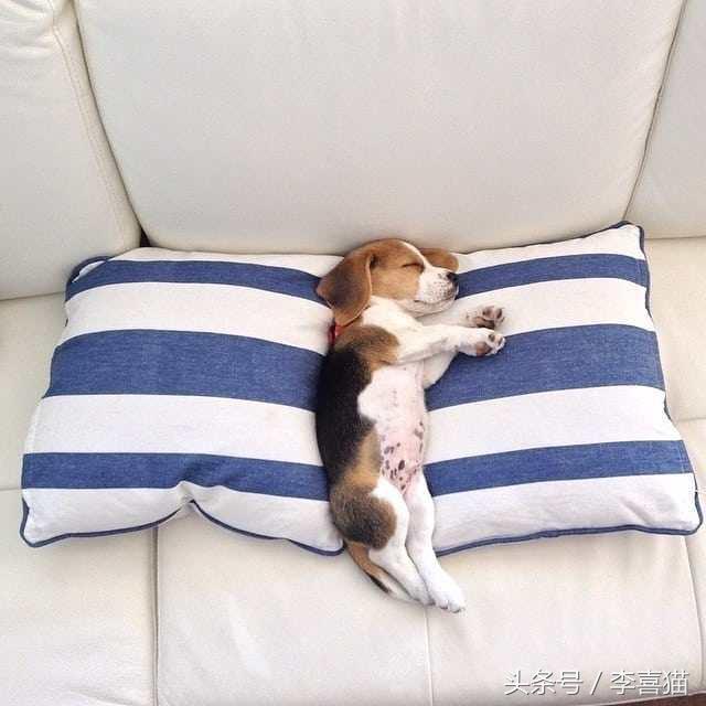 史努比狗是什么狗,史努比的原型是比格还是贝灵顿