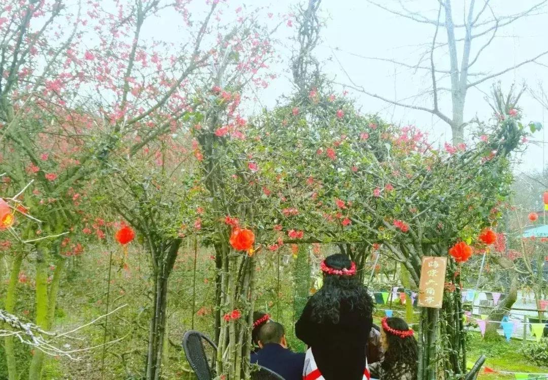 安逸，成都各区县的海棠花开了，周末带上家人或朋友踏春去哦