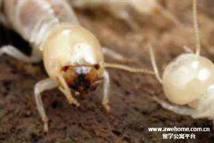 澳洲虫子到底有多可怕,澳洲虫子有多可怕