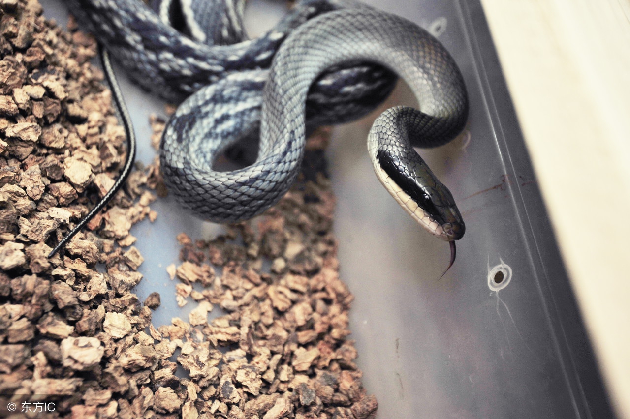 农村老人说：这些东西很有灵气，见到后不可打杀，否则招致灾祸