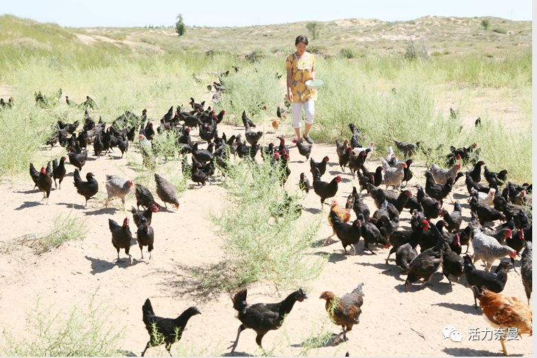 45万人的名片,太漂亮了!!《奈曼人的名片》最新版,45万次!!!精工打造!!!