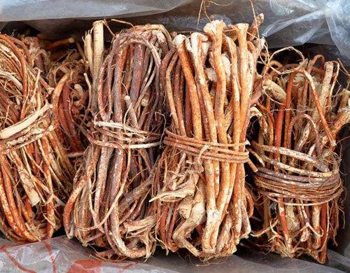 广东人参是怎样的,一文说清楚广东人参