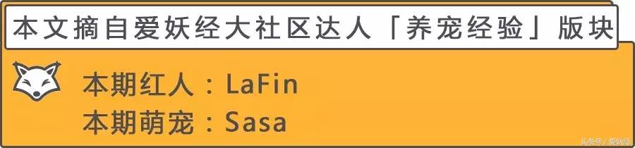 宠物洗护合集,宠物洗护攻略