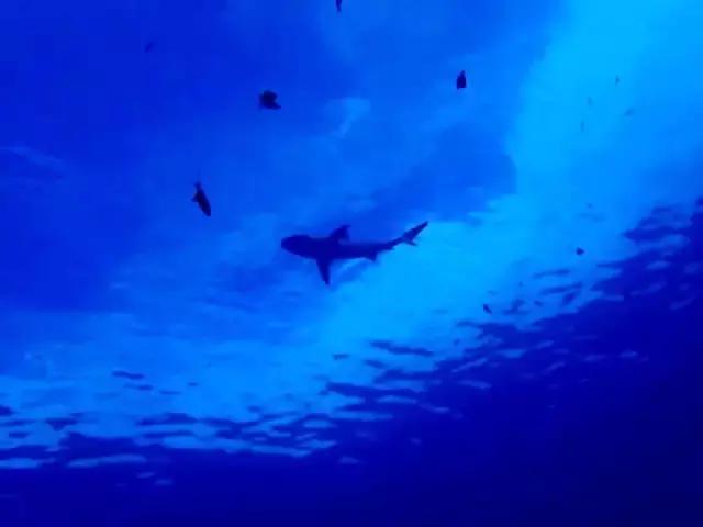 帕劳群岛隐藏攻略,帕劳旅游的优点和缺点