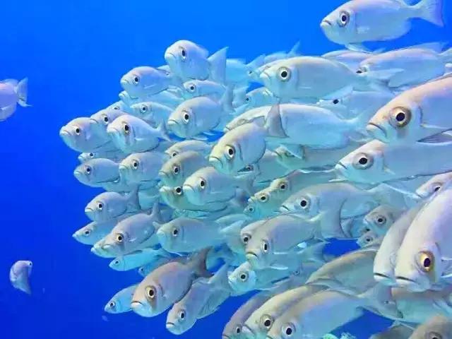 帕劳群岛隐藏攻略,帕劳旅游的优点和缺点