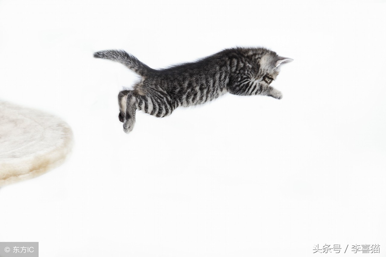 猫咪严重挑食不吃饭怎么办,猫咪挑食不吃猫粮不吃鸡蛋馒头