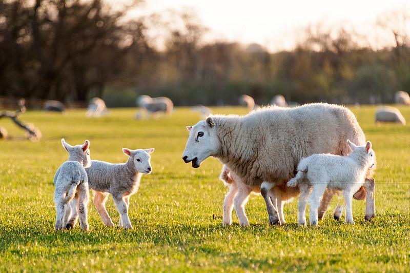 绵羊奶应该怎么选,怎么看是绵羊奶