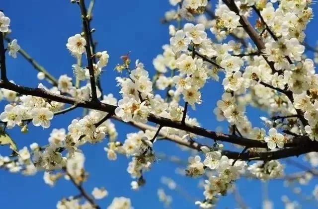 滚蛋吧,春困君!广东这些花花世界让你秒变龙马精神!