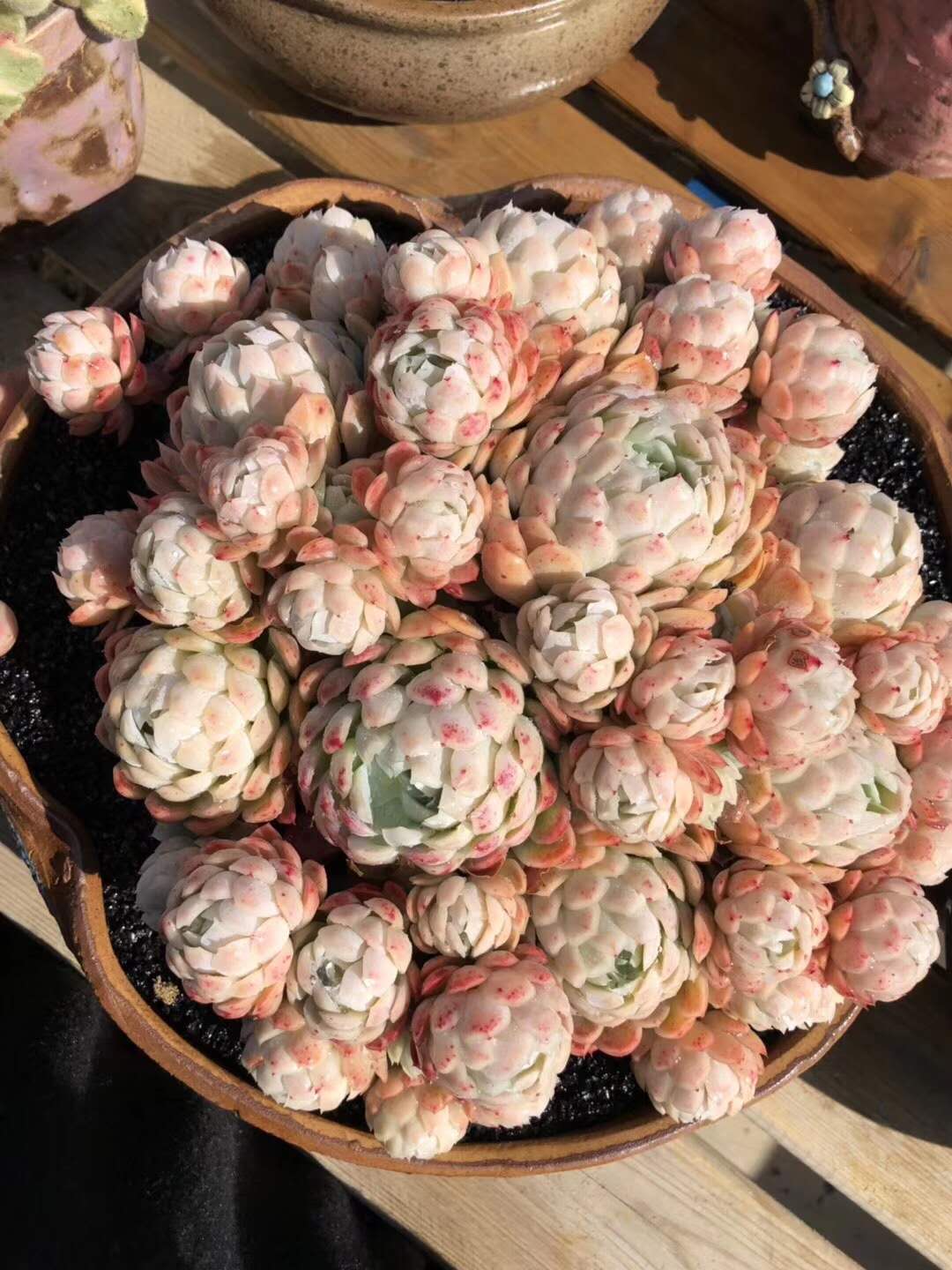 推荐新手养的多肉植物,多肉植物养殖方法新手如何浇水