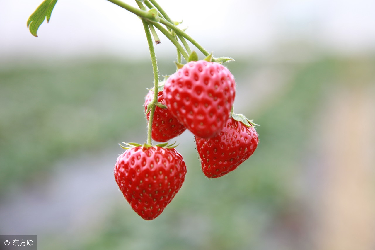 揭秘草莓有毒,草莓不为人知的特殊功效