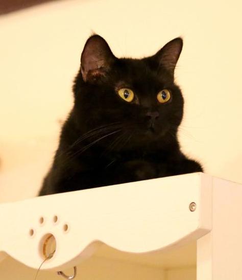 喵星人的3种类型,喵星人类型对照表