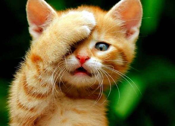 十二星座有多爱换头像,不开心就喜欢换头像的星座