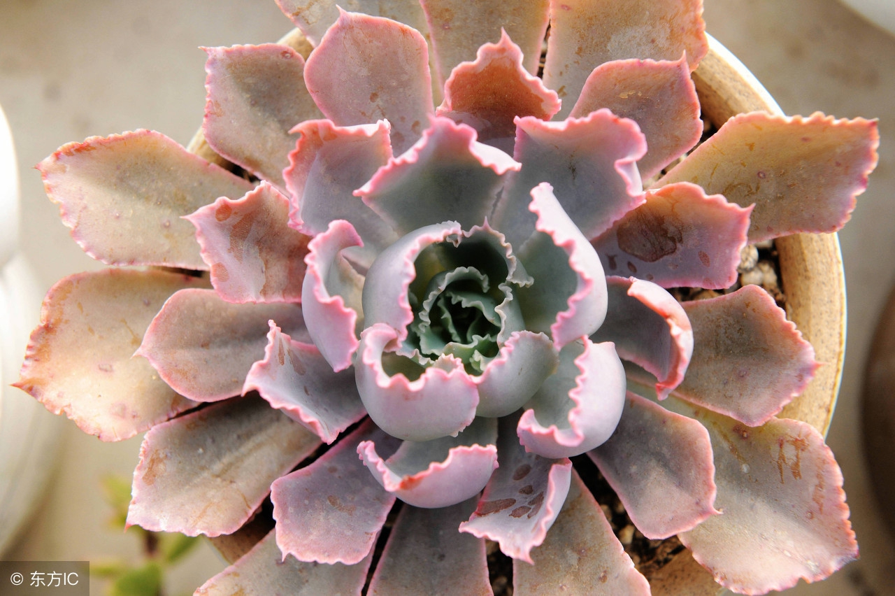 推荐新手养的多肉植物,多肉植物养殖方法新手如何浇水