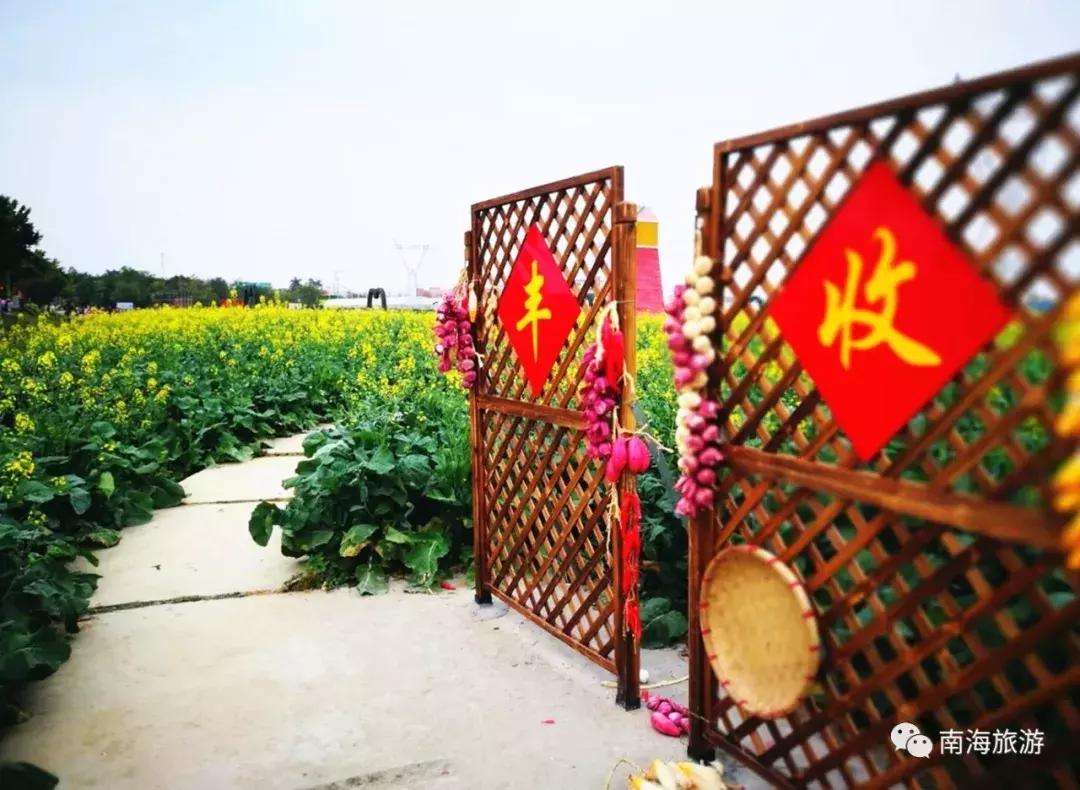 佛山南海赏油菜花,佛山南海油菜花田旅游景点