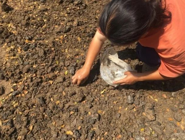 泰国猫屎咖啡多少钱,泰国牛屎咖啡多少钱一公斤