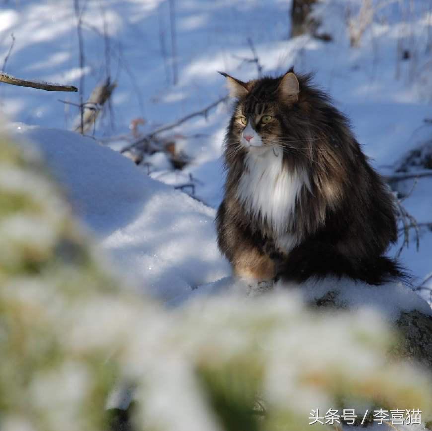 最会撩的挪威森林猫,高贵优雅灵动自然挪威森林猫