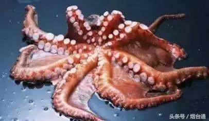 胶东四季的时令海鲜表,老渔民告诉你应季海鲜