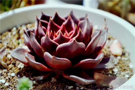 宝石花怎么用叶子种植,宝石花如何养好