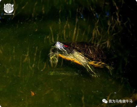 这龟白送你都不要,这篇阅读量要仆街