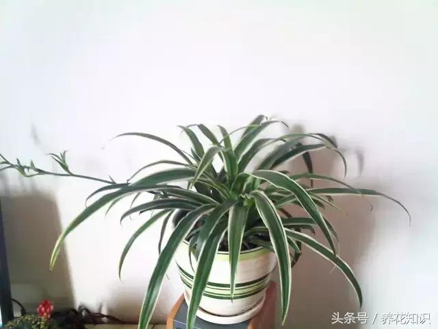 铁树的根全部烂了还能救活吗,发财树根烂了怎么救活有效