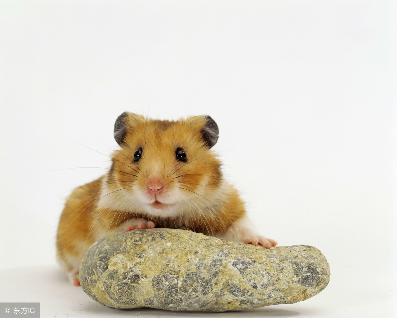 如何让两只仓鼠合笼而且不打架,为什么别人家的仓鼠能合笼