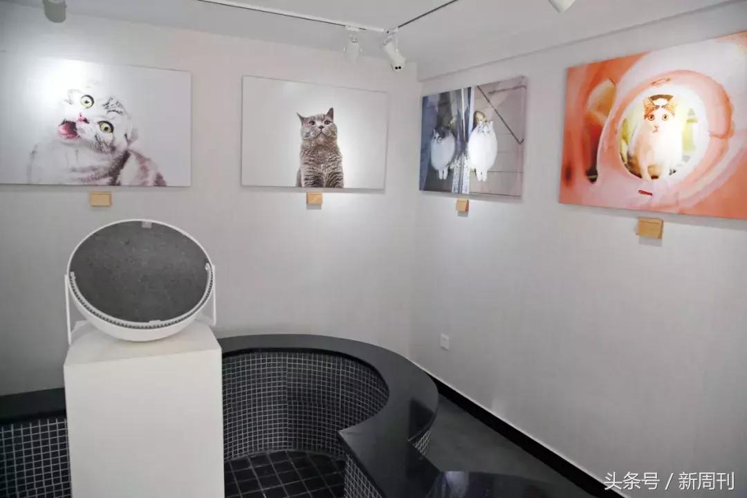 中国顶级宠物酒店,高端宠物酒店推荐