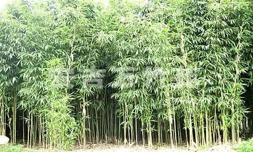 东北能种的竹子,26种竹子大全