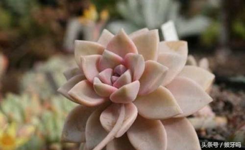 宝石花怎么用叶子种植,宝石花如何养好