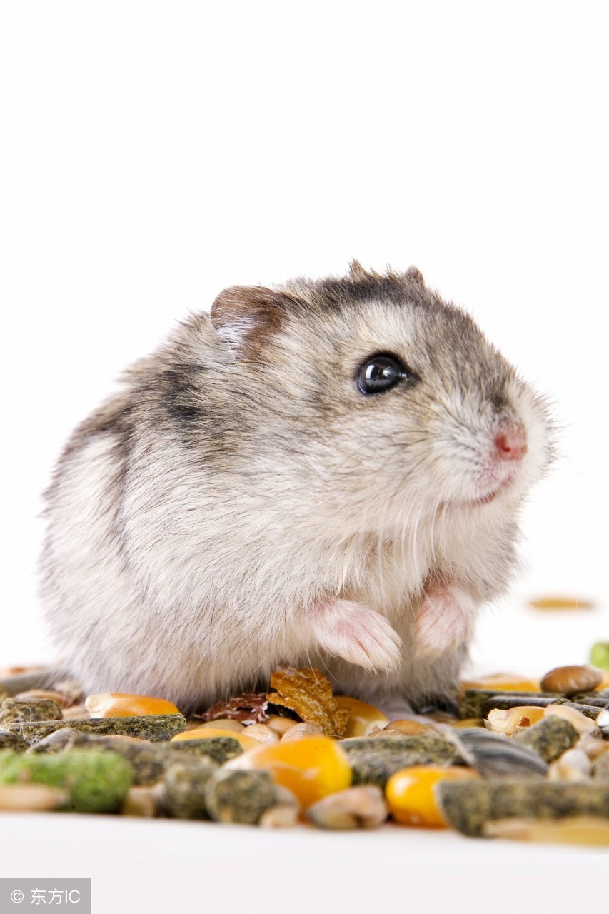 为什么卖仓鼠的可以给仓鼠合笼,为什么宠物店里的仓鼠可以合笼