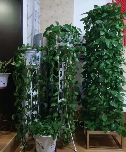 怎么让绿萝快速爬弯,怎么样才能让绿萝长的快又爬墙