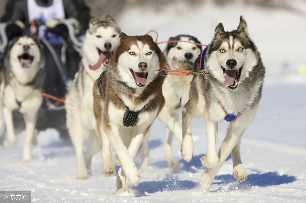 哈士奇怎么样分析二哈的优势与劣势