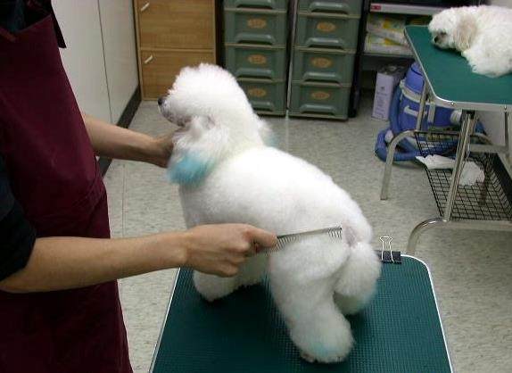 自己给狗狗洗澡还是上宠物店洗,宠物店给大型狗狗洗澡全过程