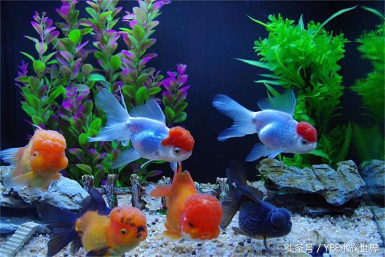 金鱼怎么才能看出水质好坏,观赏金鱼对水质有要求吗