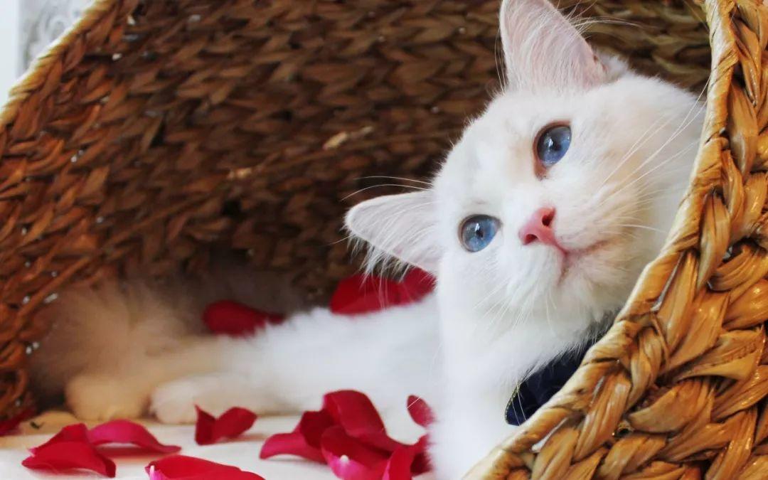 为啥抖音那么多博主都在卖广告,为什么许多博主卖号