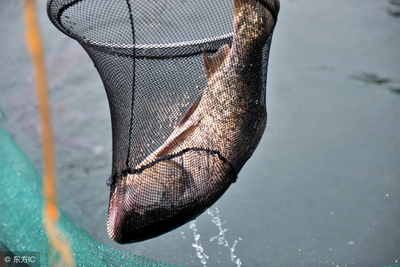 双钩挂饵钓鲢鱼的技巧