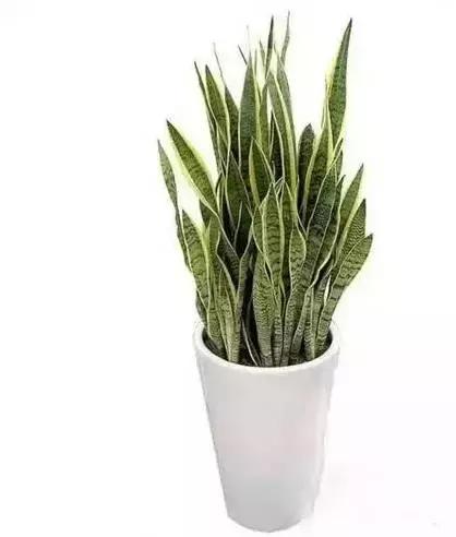 家养绿植花卉施什么肥,花卉绿植养殖方法测评