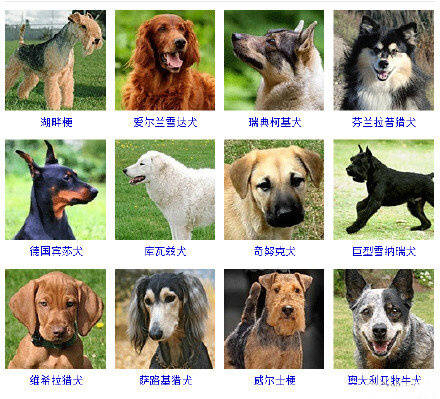 狗狗品种大全看看你认识几种,狗狗的所有类型品种大全介绍