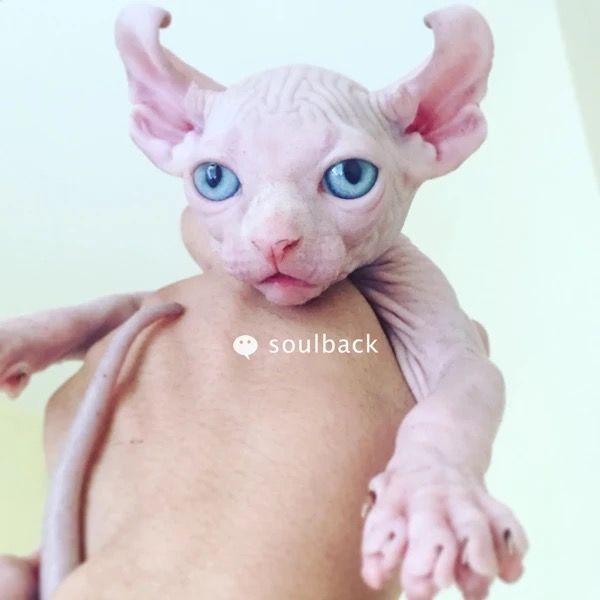 养一只无毛猫的真实感受,养一只无毛猫要多少钱