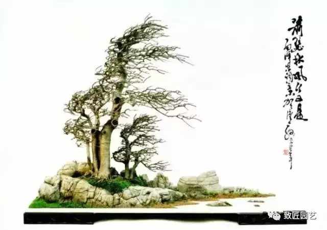 盆景欣赏难得一见的绝美盆景艺术,风萧萧兮易水寒草书